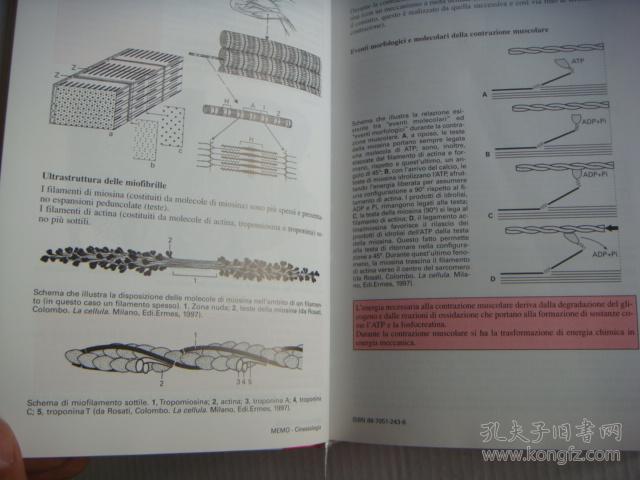 澳门传真澳门正版传真,澳门传真，探索澳门正版传真的魅力与价值