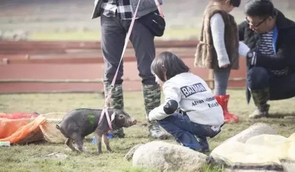 今期四不像图今晚,今期四不像图，今晚揭晓玄机